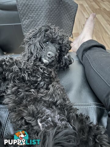 Toy poodle male
