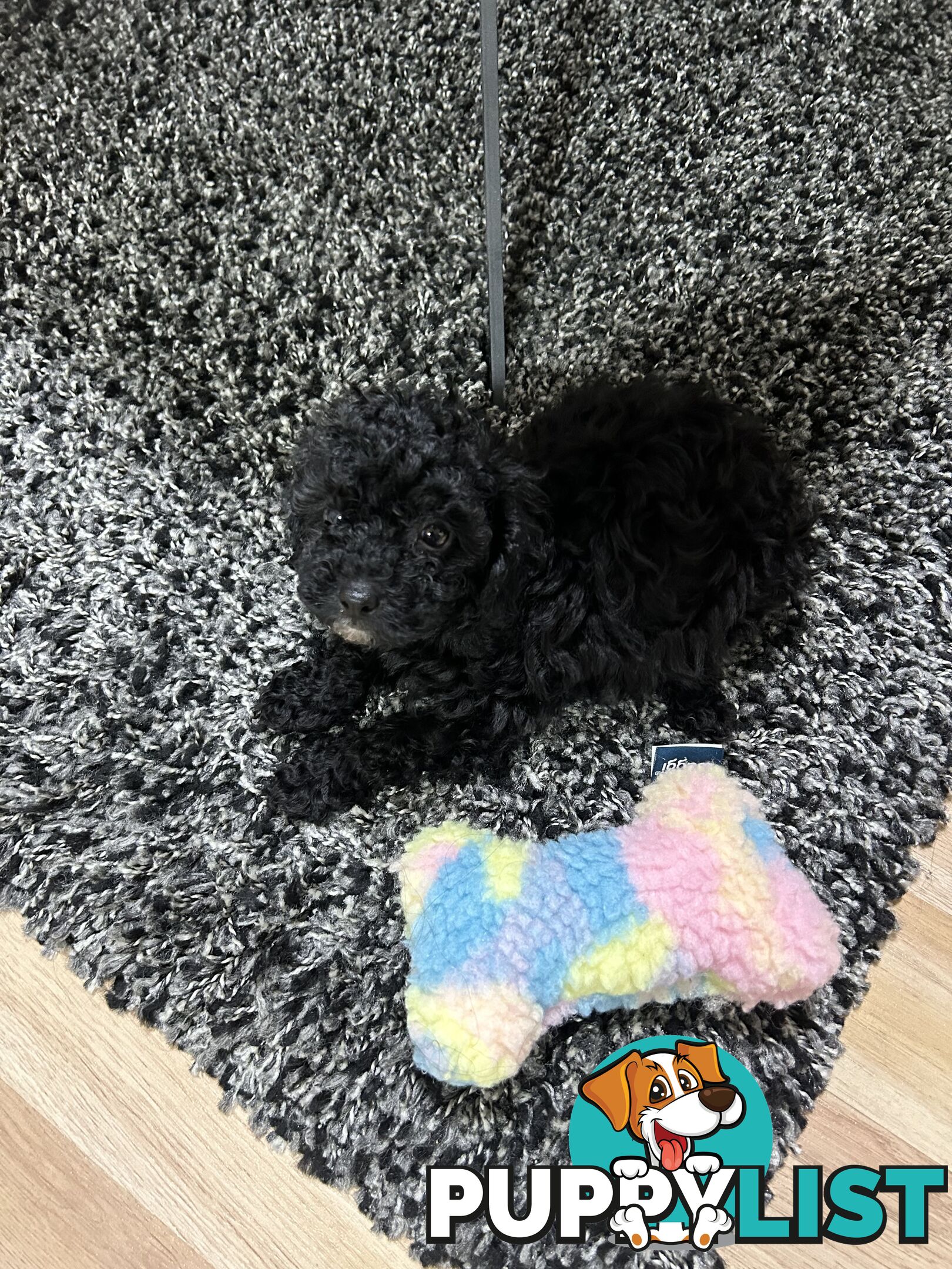 Toy poodle male