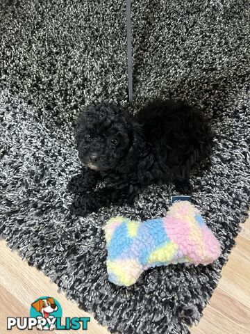 Toy poodle male