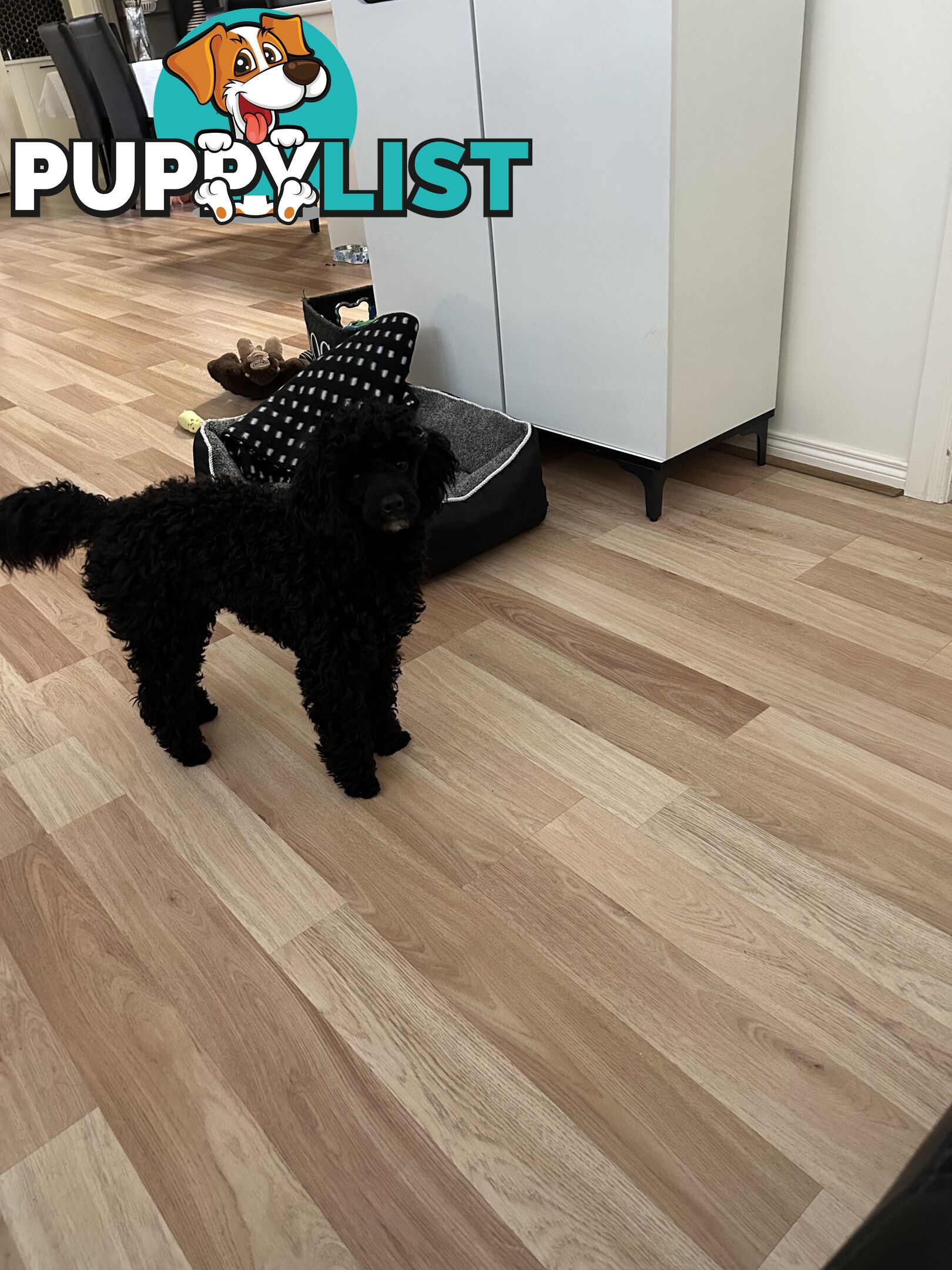 Toy poodle male