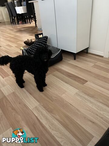 Toy poodle male
