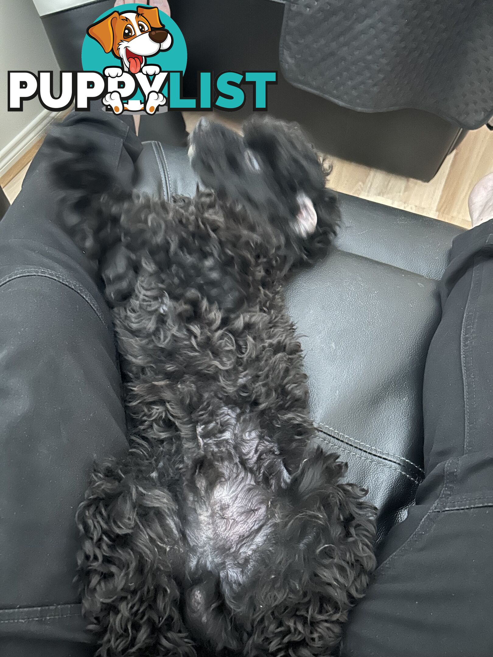 Toy poodle male