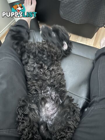Toy poodle male