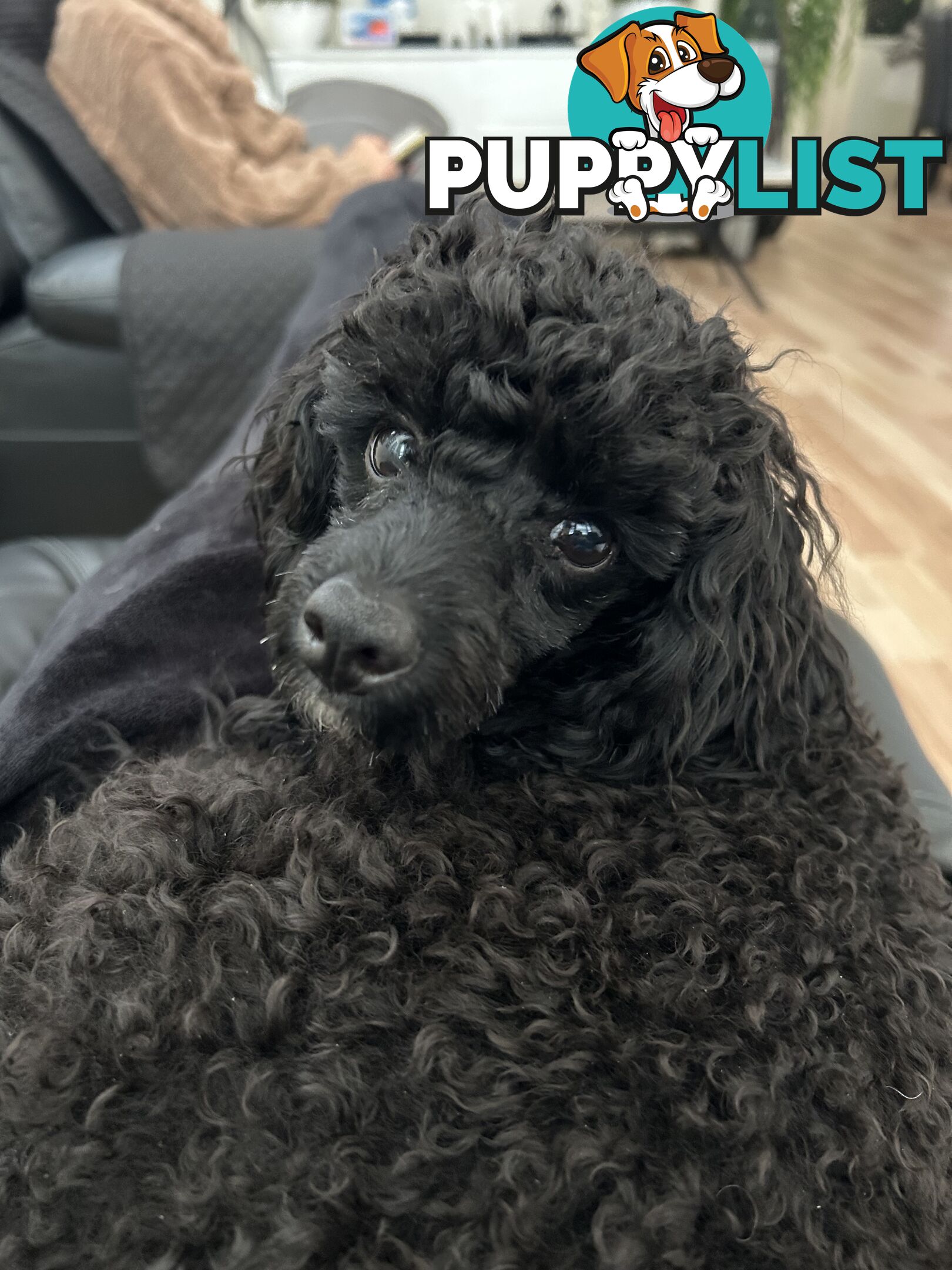 Toy poodle male
