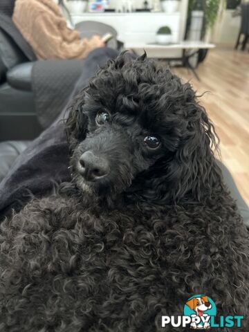 Toy poodle male