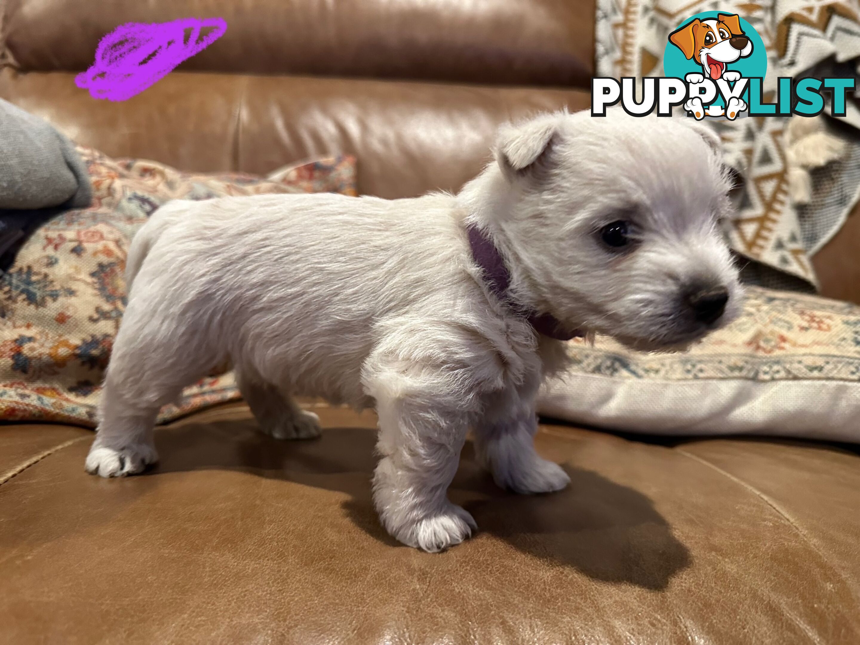 Pure west highland white terrier
