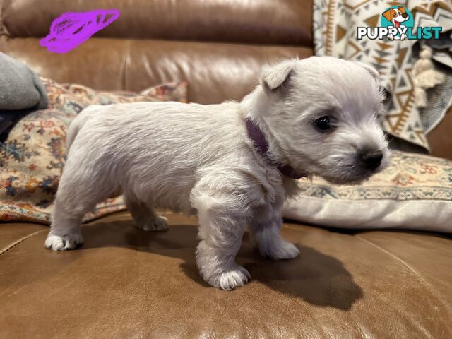 Pure west highland white terrier