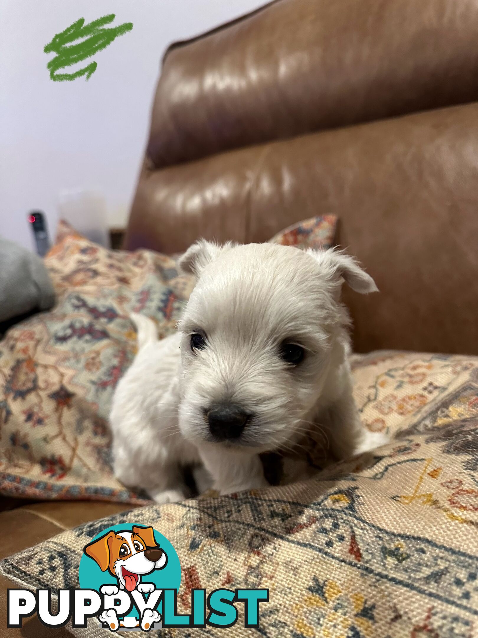 Pure west highland white terrier
