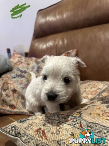 Pure west highland white terrier