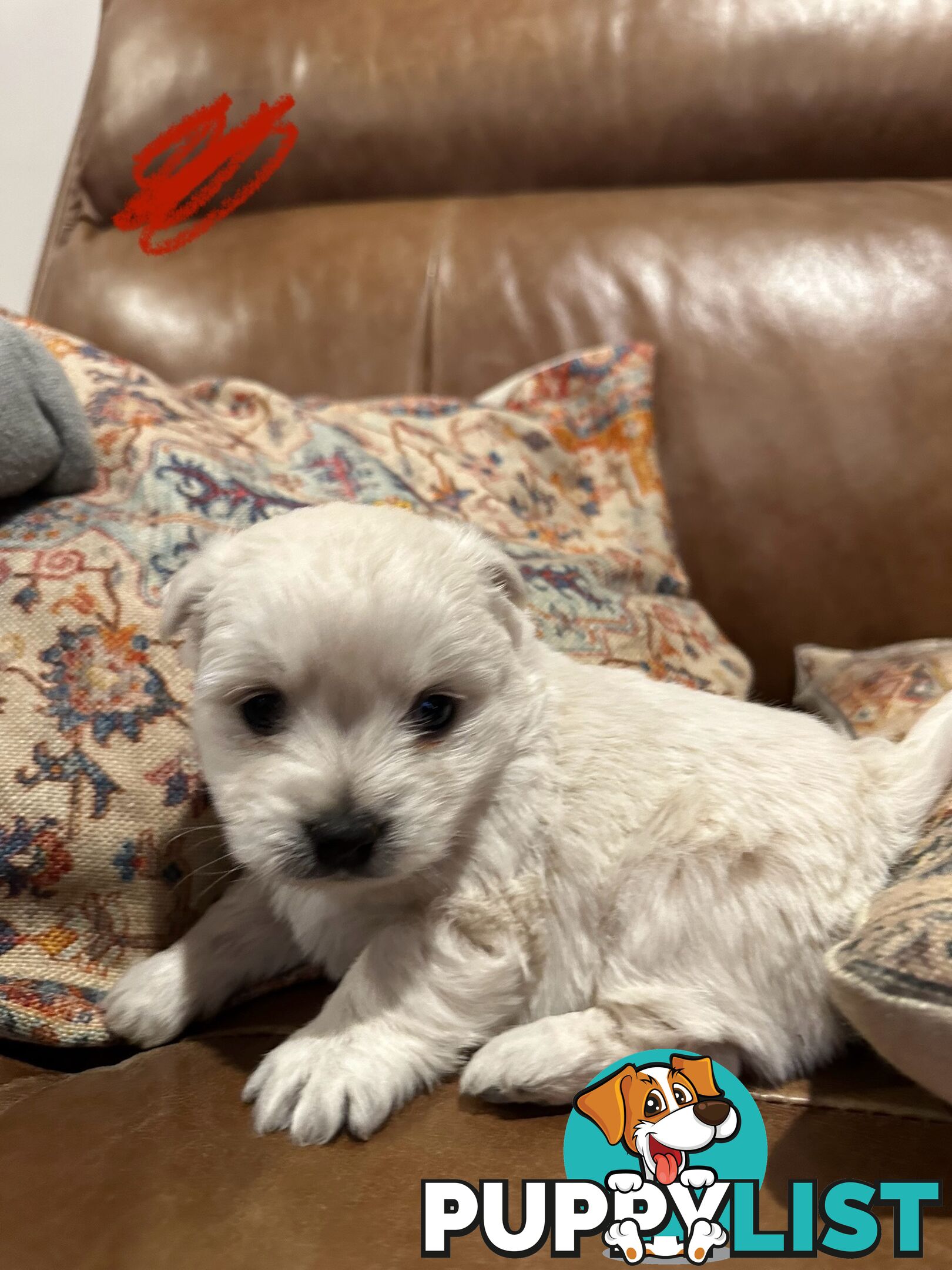 Pure west highland white terrier