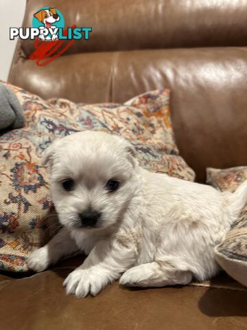 Pure west highland white terrier