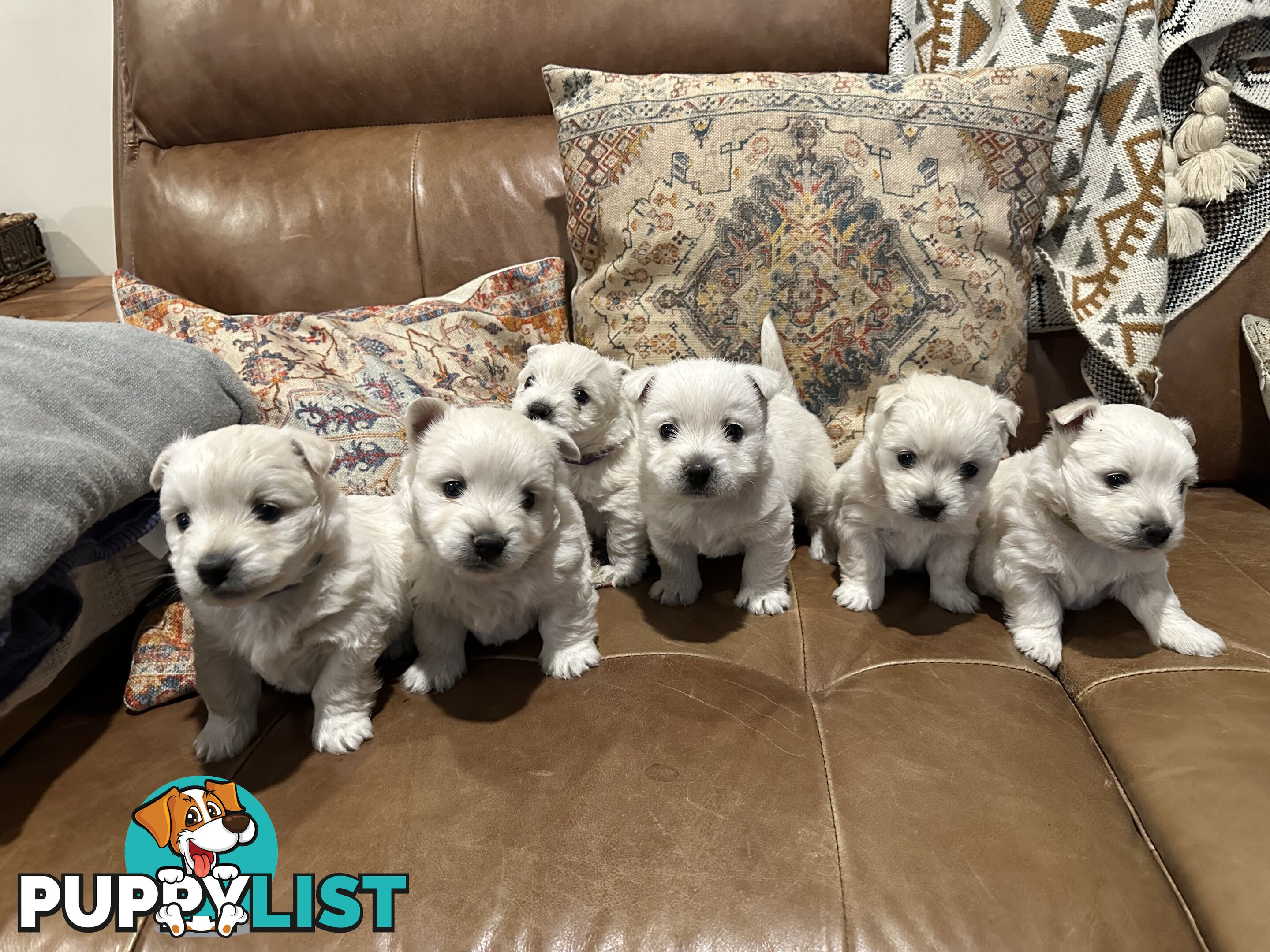 Pure west highland white terrier