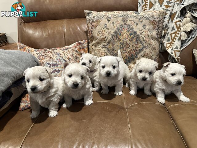 Pure west highland white terrier