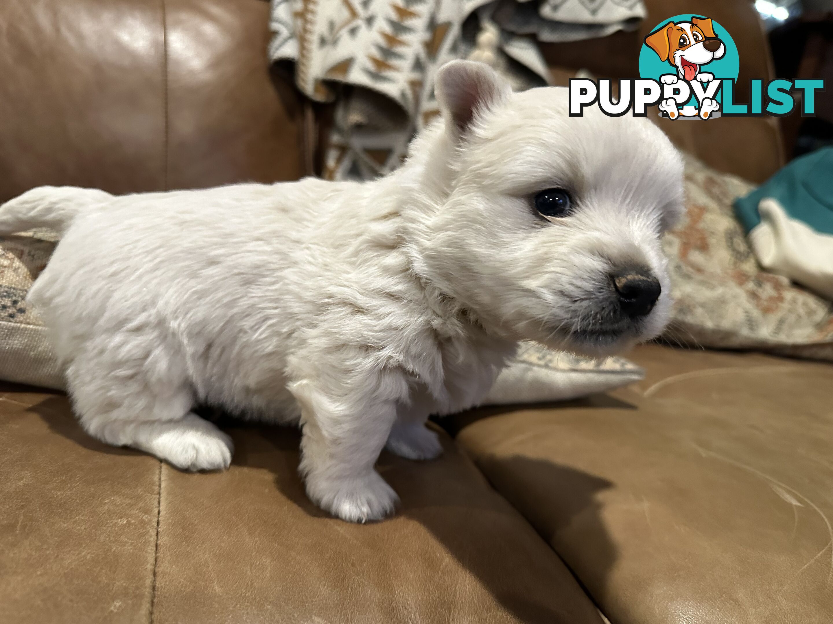 Pure west highland white terrier