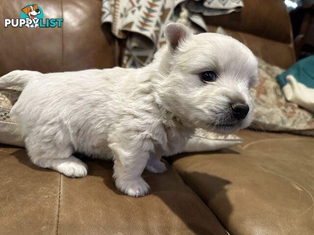 Pure west highland white terrier
