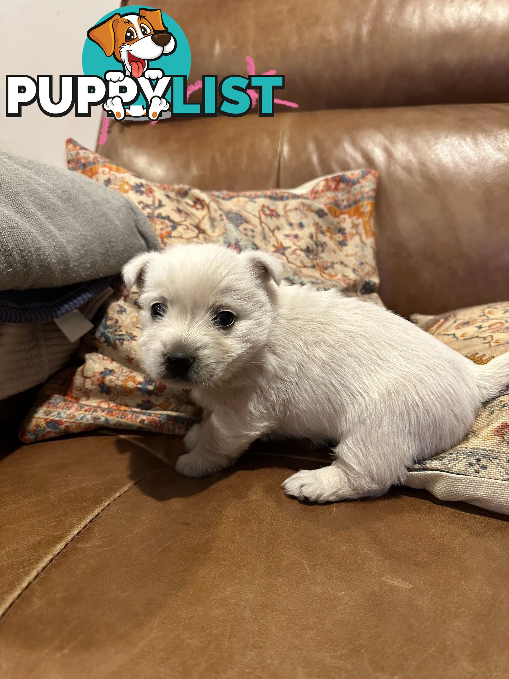 Pure west highland white terrier
