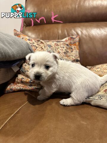 Pure west highland white terrier