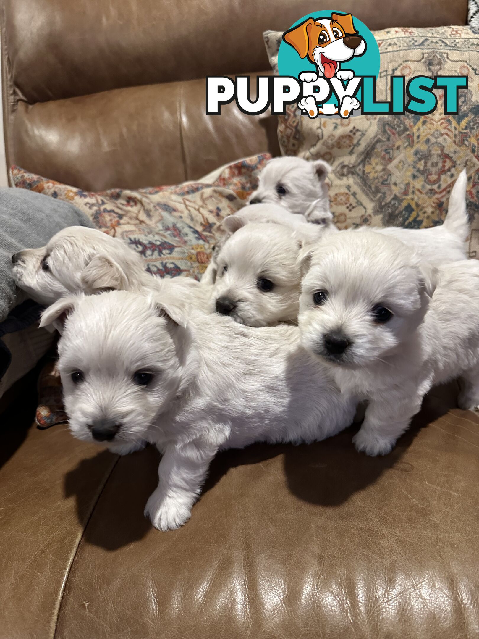 Pure west highland white terrier