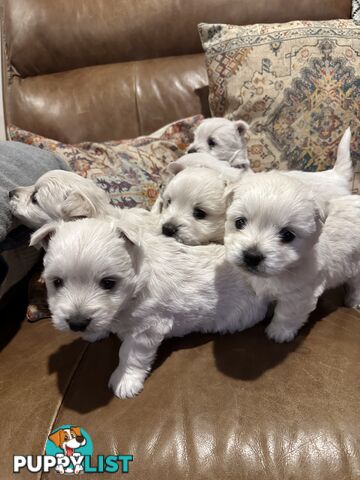 Pure west highland white terrier