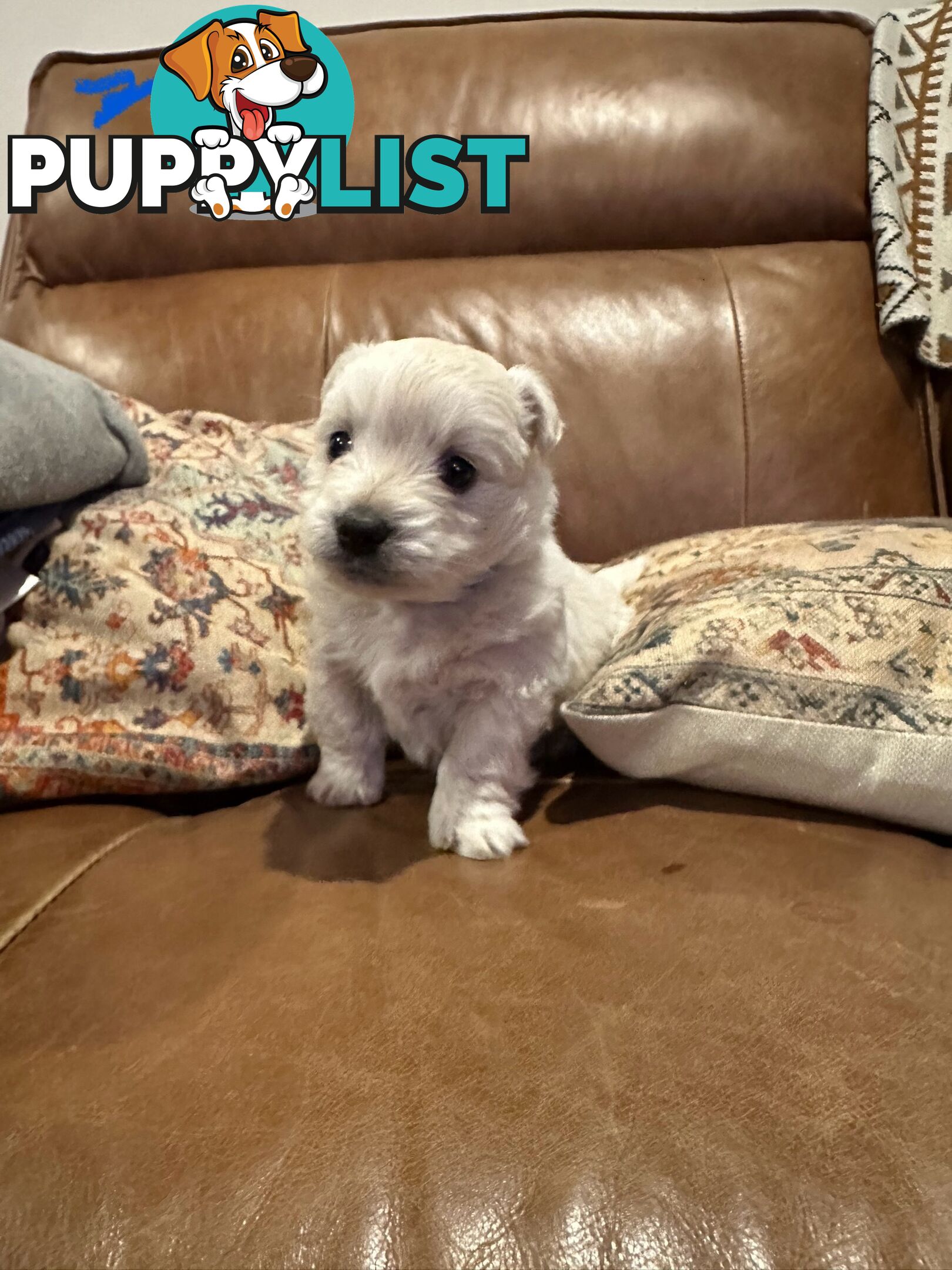 Pure west highland white terrier