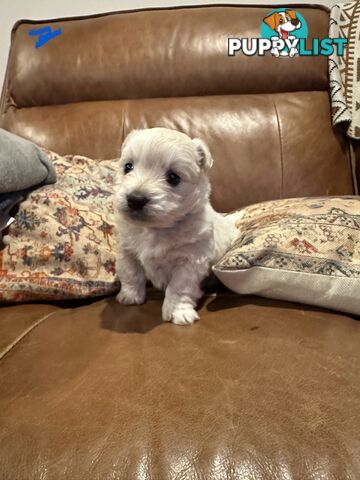Pure west highland white terrier