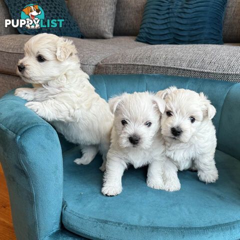 Purebred Westie Puppies – Ready for Their Forever Home!