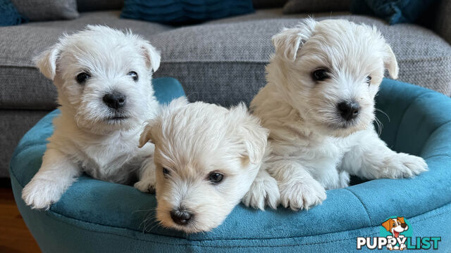 Purebred West Highland White Puppies – Ready for Their Forever Home!