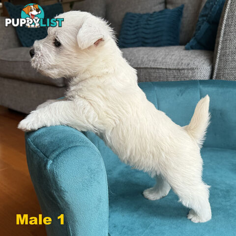 Purebred Westie Puppies – Ready for Their Forever Home!