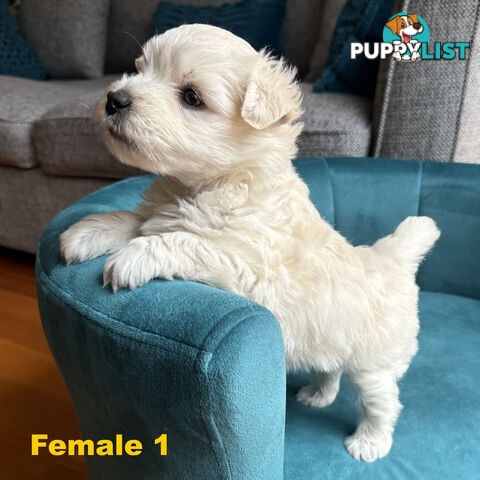 Purebred Westie Puppies – Ready for Their Forever Home!