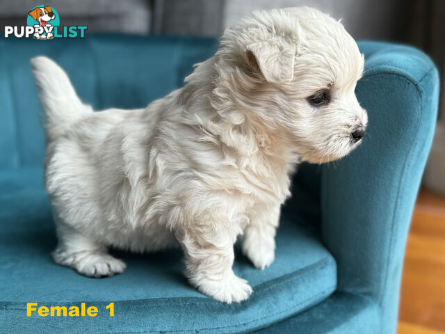 Purebred Westie Puppies – Ready for Their Forever Home!