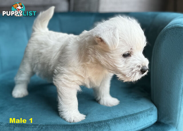 Purebred Westie Puppies – Ready for Their Forever Home!