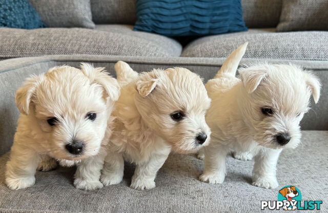 Purebred Westie Puppies – Ready for Their Forever Home!