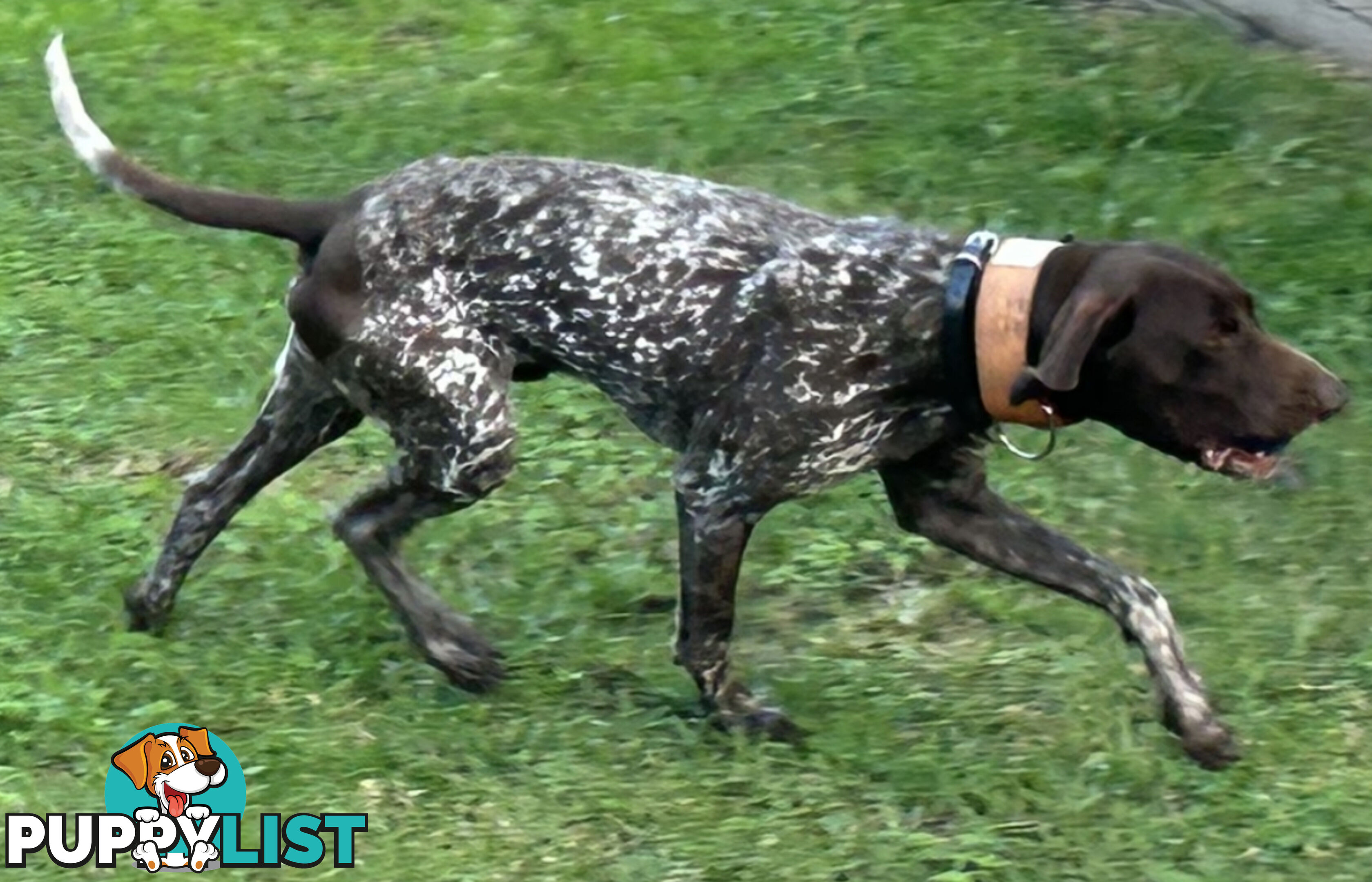 German short haired pointer