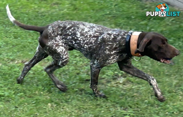 German short haired pointer