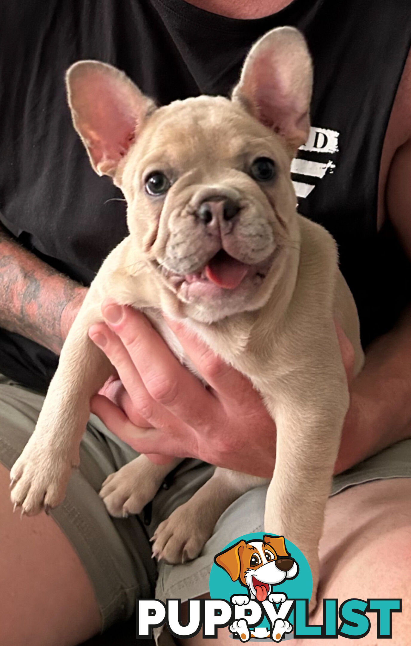 French bulldog pup pure bred ready now