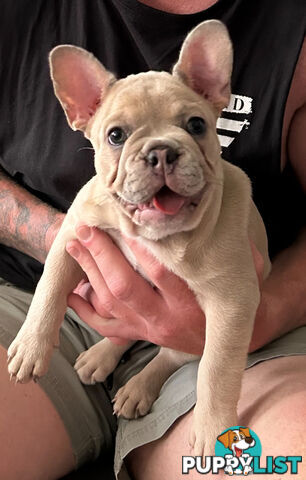 French bulldog pup pure bred ready now