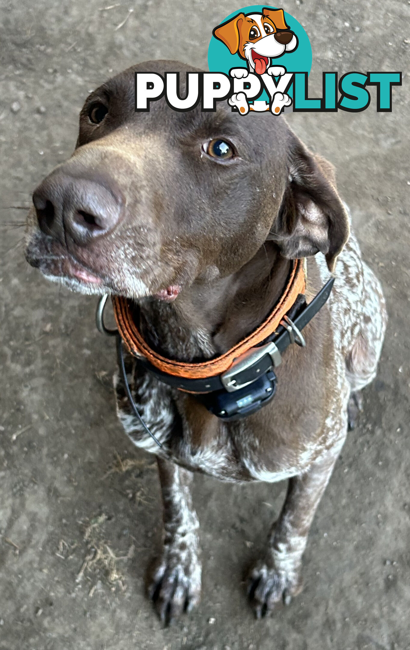 German short haired pointer