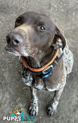 German short haired pointer