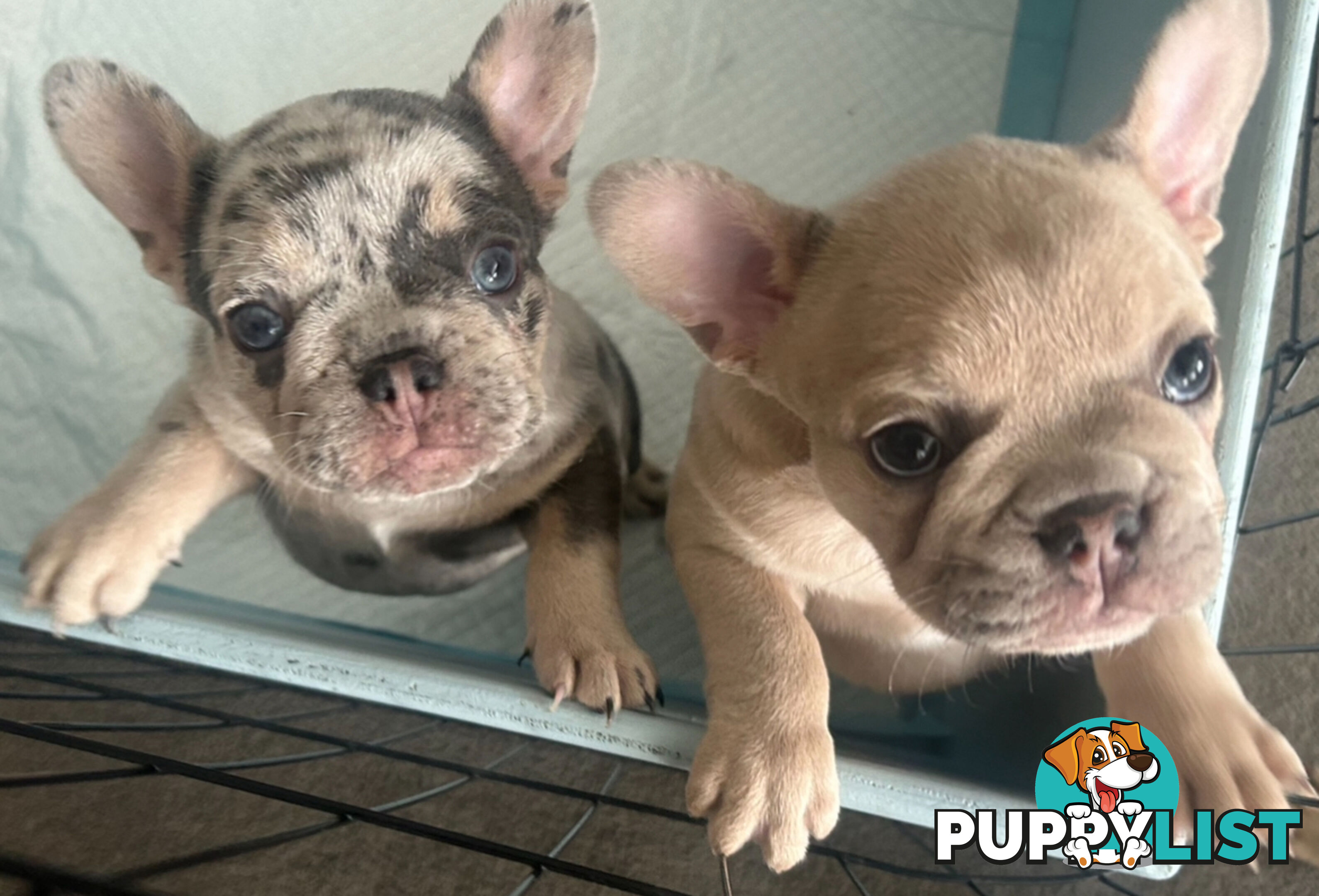 French bulldog pups pure bred ready now