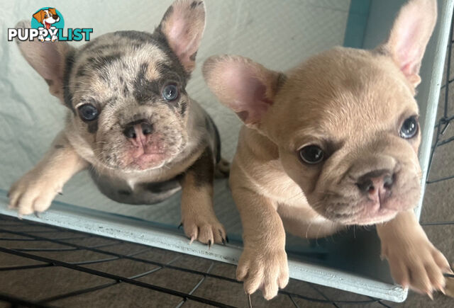 French bulldog pups pure bred ready now