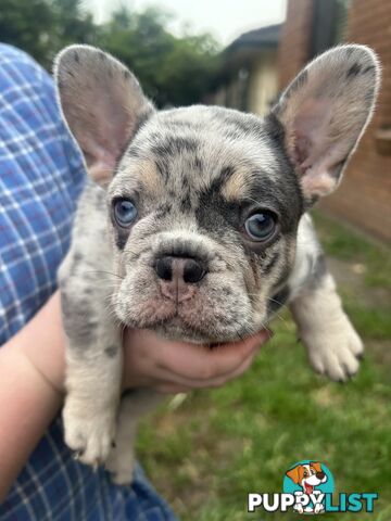 French bulldog pups pure bred ready now