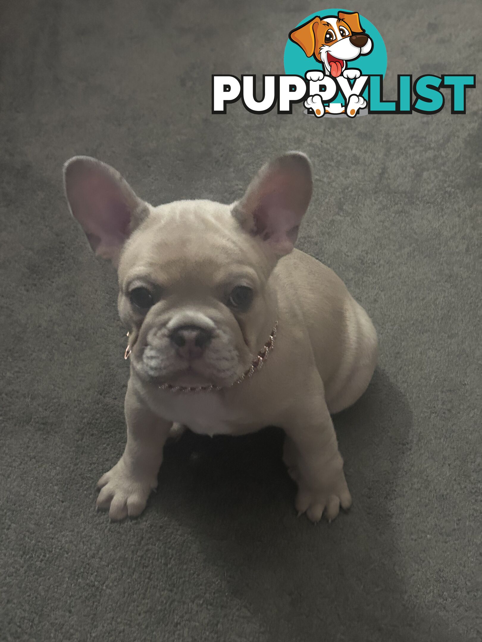 French bulldog pup pure bred ready now