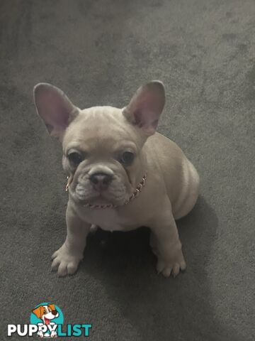 French bulldog pup pure bred ready now