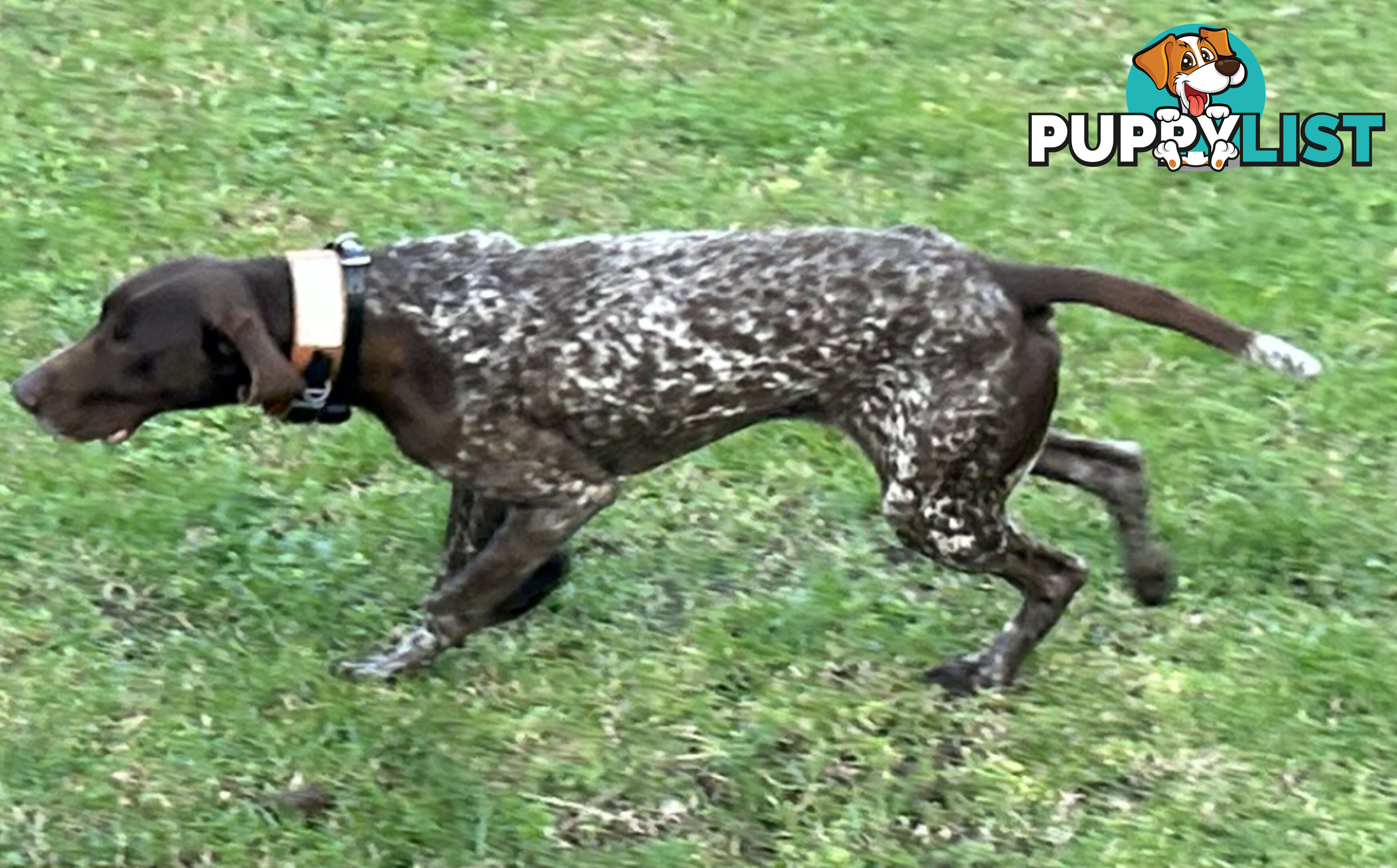 German short haired pointer