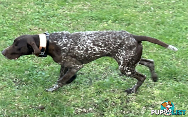 German short haired pointer