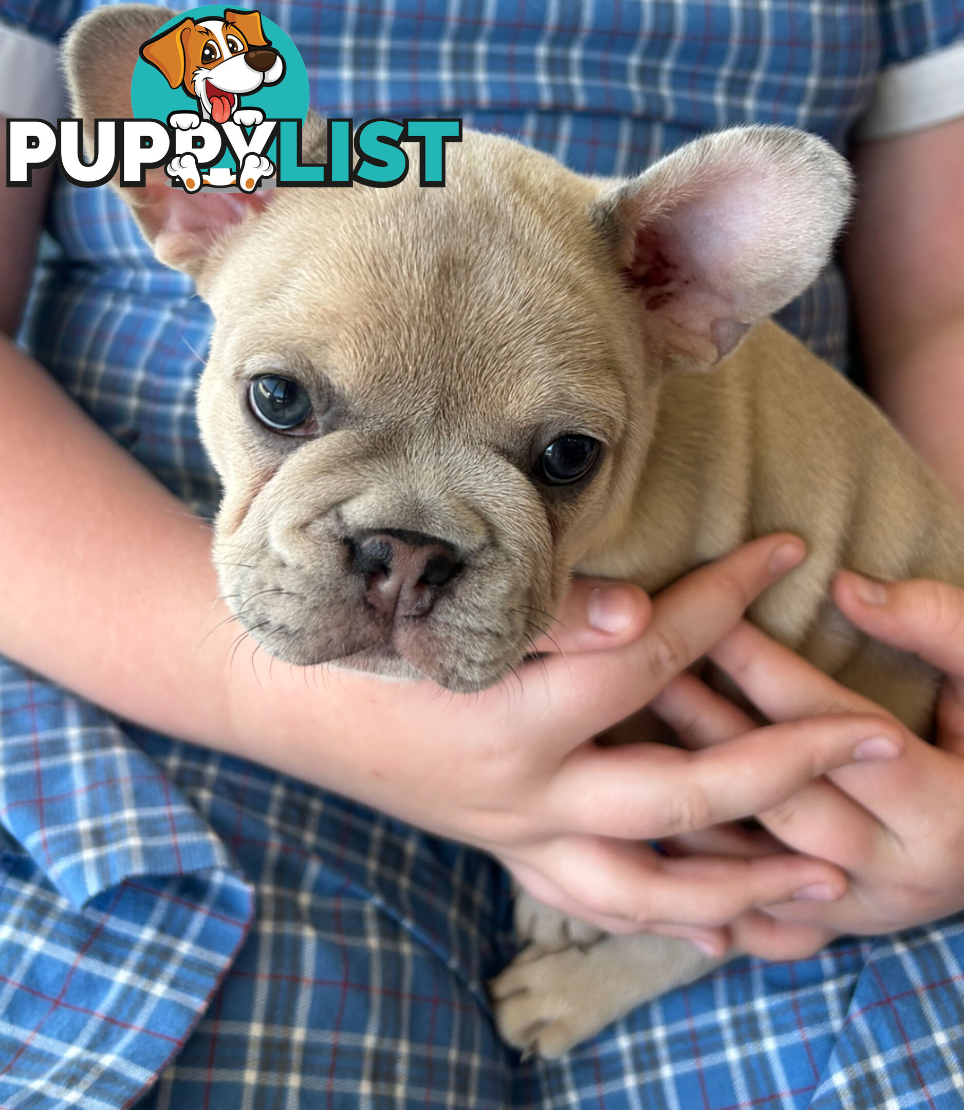 French bulldog pup pure bred ready now