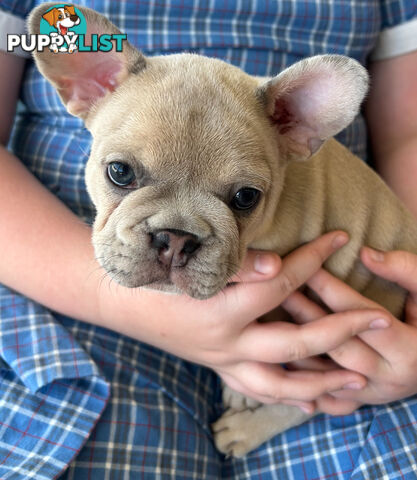 French bulldog pup pure bred ready now