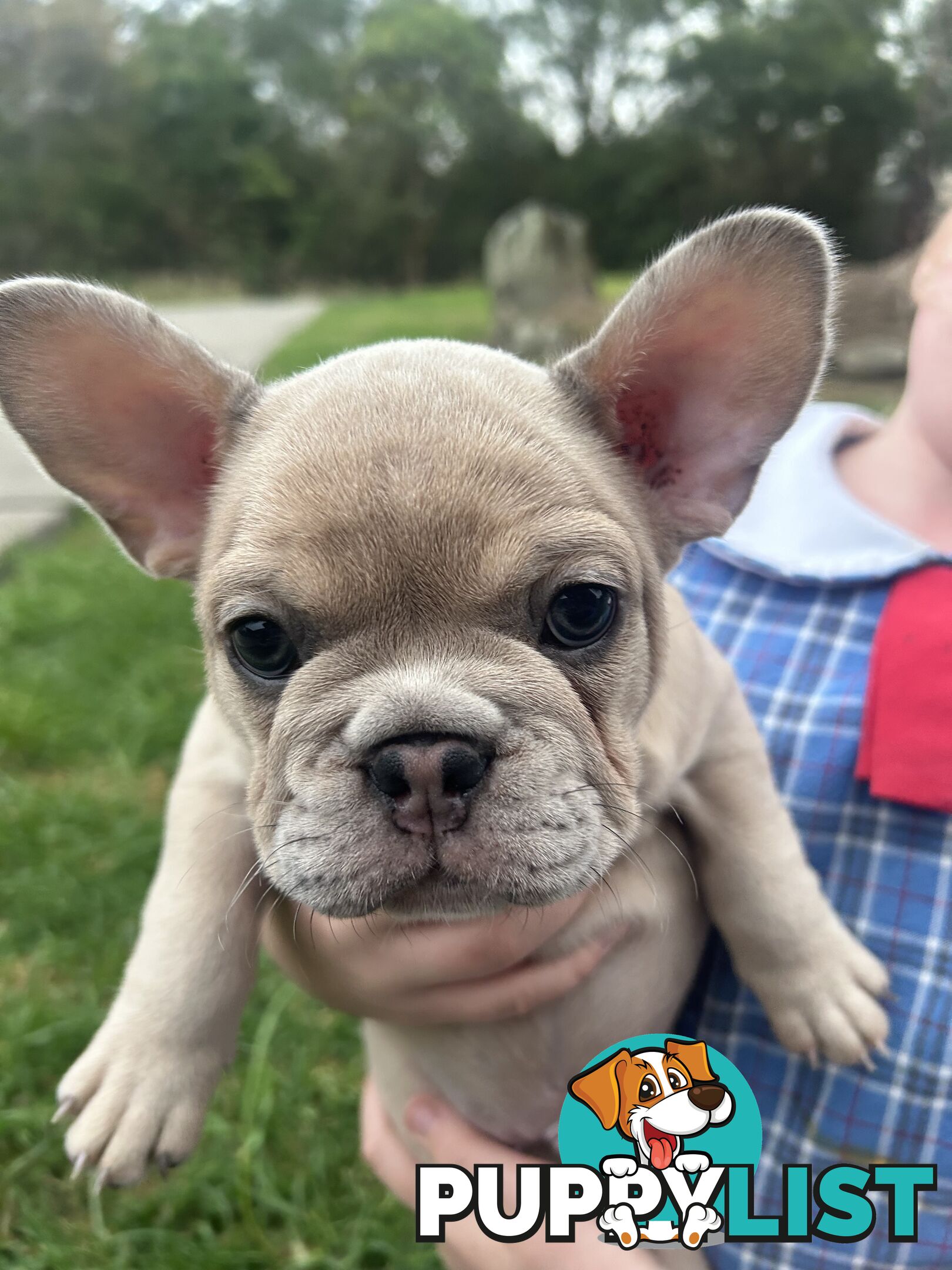 French bulldog pup pure bred ready now