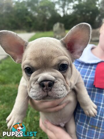 French bulldog pup pure bred ready now