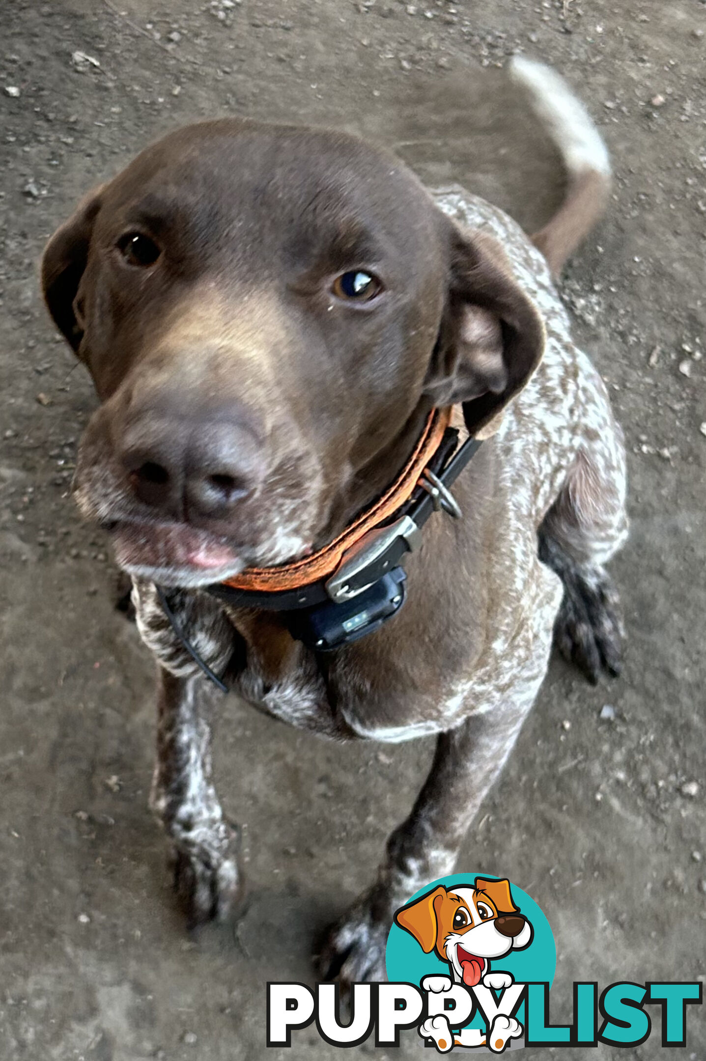 German short haired pointer